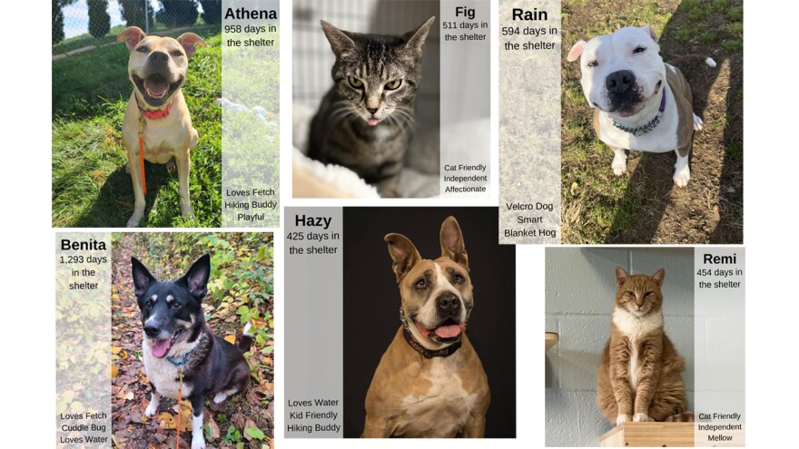 AdoptMe.jpg