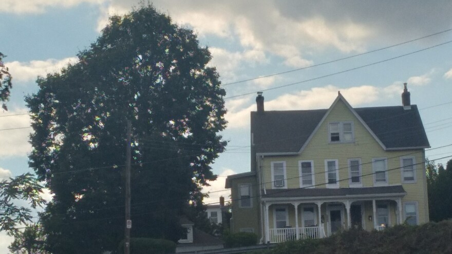 Hanover Avenue Tree