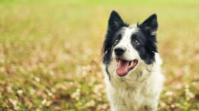 Border collie