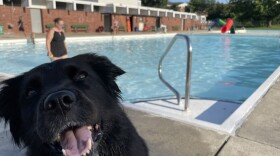 year end doggie dip days.jpg