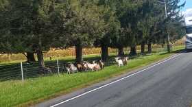 Goat Escape