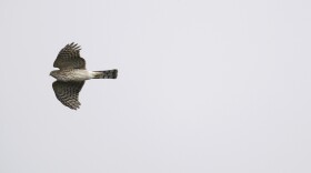 Travel Trip Hawks in Flight
