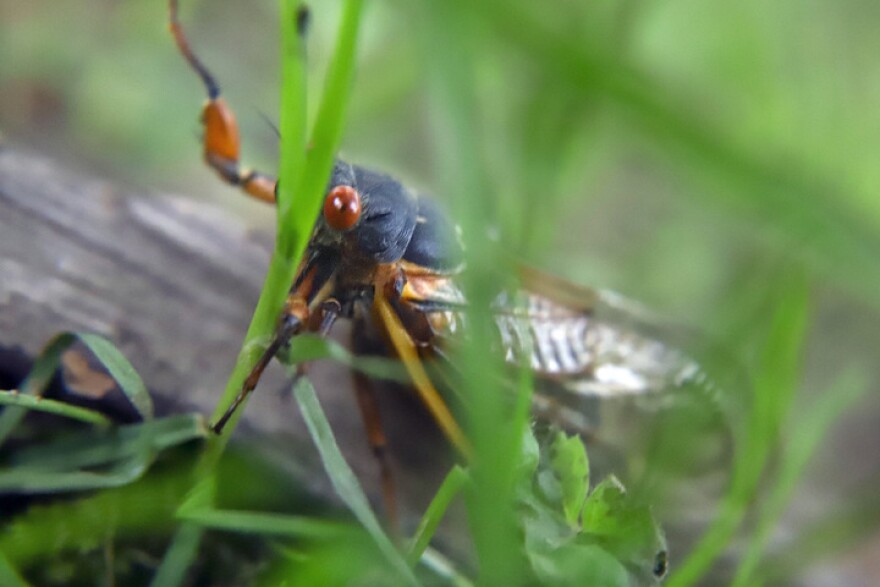 CICADA