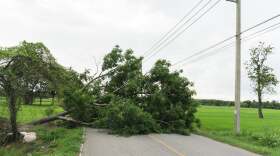 downedtree.jpeg