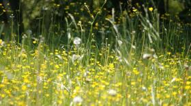 meadow photo 01