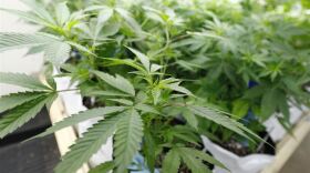 Marijuana-Markets