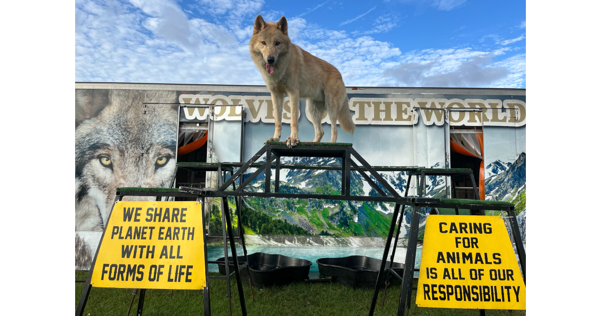 Running with the wolves: Allentown Fair features wolf pack, den tour ...