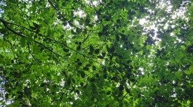 Beech leaf disease The Nature Conservancy