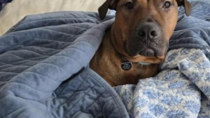 Diesel