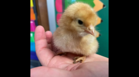 Chick hatching 4-H