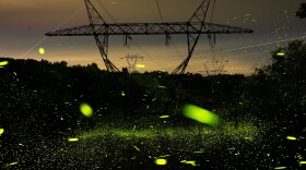 Fireflies over and along a state highway in June outside West Athens, N.Y.