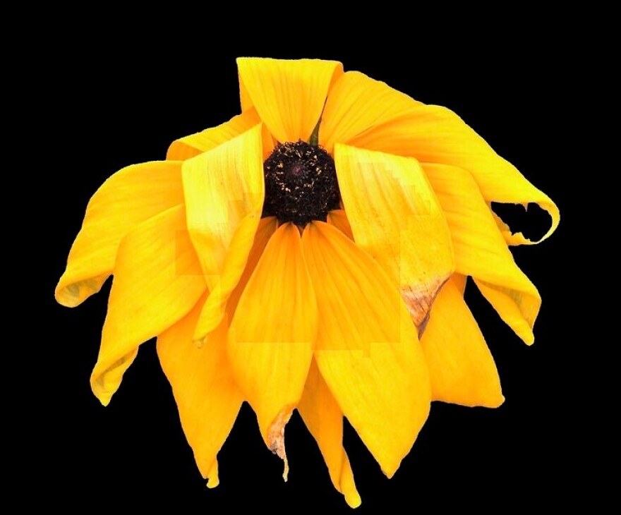 Black Eye Susan copy