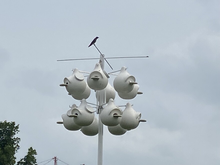 Purple martin - St. Luke's