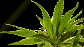 Cannabis-Public Health