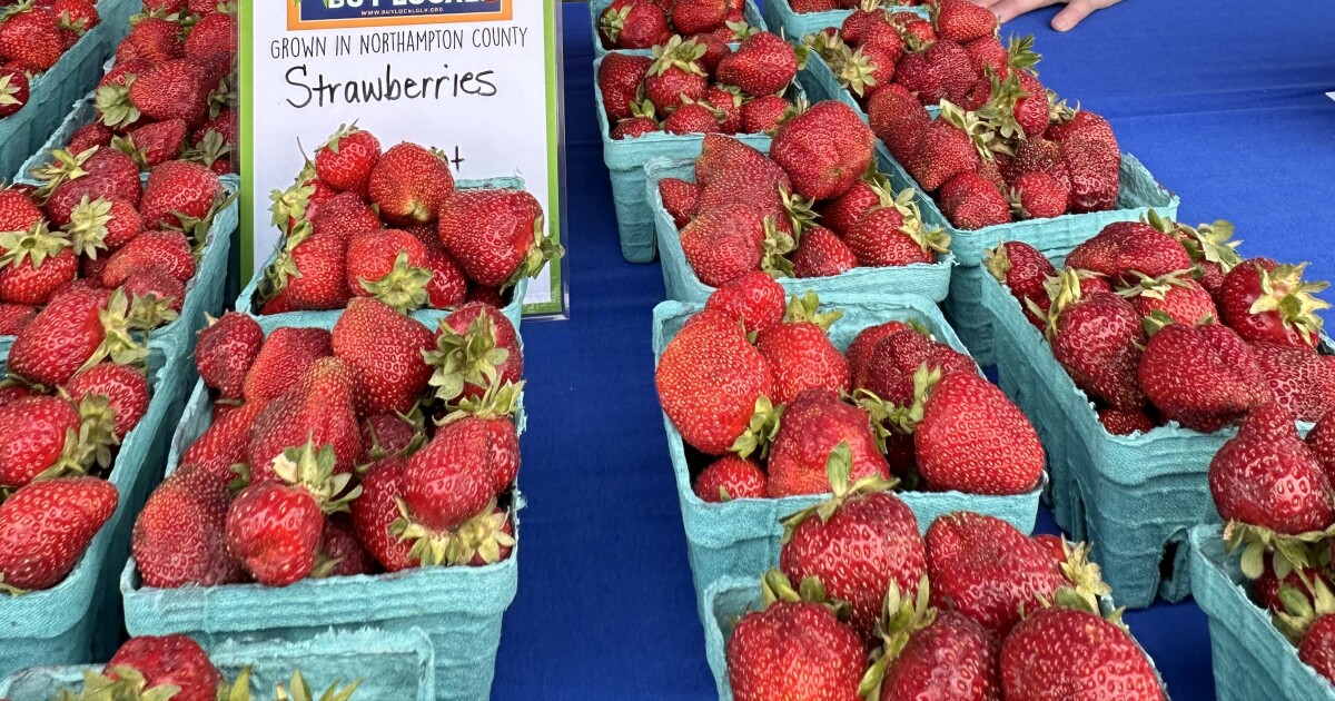 Strawberry fields forever Easton Farmers' Market presents Strawberry