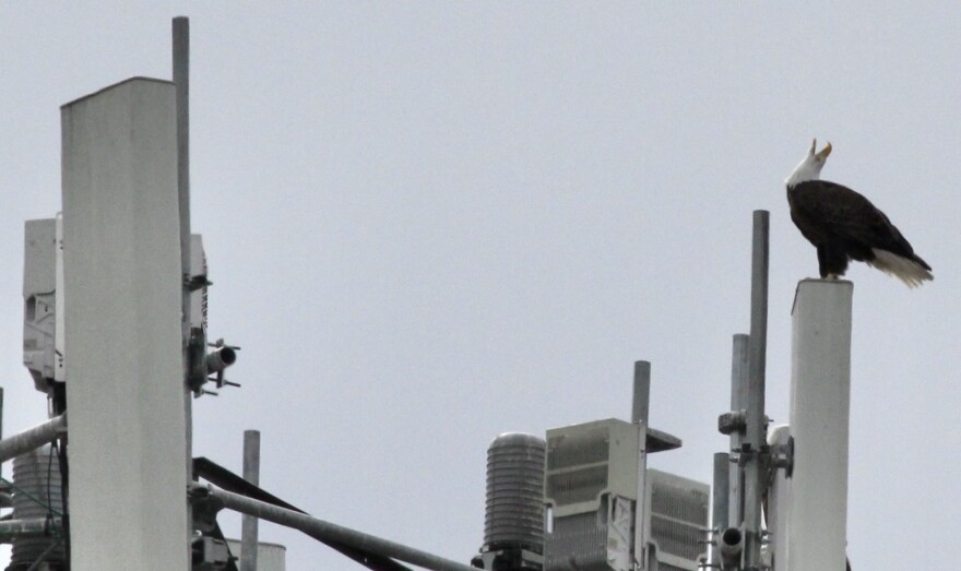 Bald eagle vocalizing