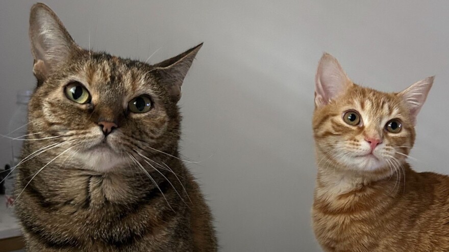 Kairo and Mustard CAHW.jpg