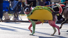 taco_dog.png