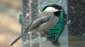 LGNC chickadee