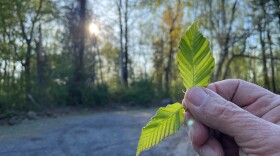 BLD early symptoms
