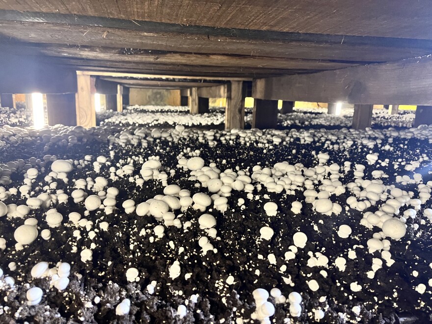 White button mushrooms sprout up in a grow room at To-Jo Mushrooms in Avondale. 