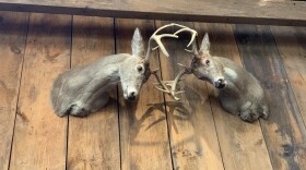 Two deers
