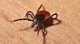 tick-lyme-disease
