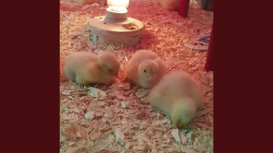 Chick hatch 4-H