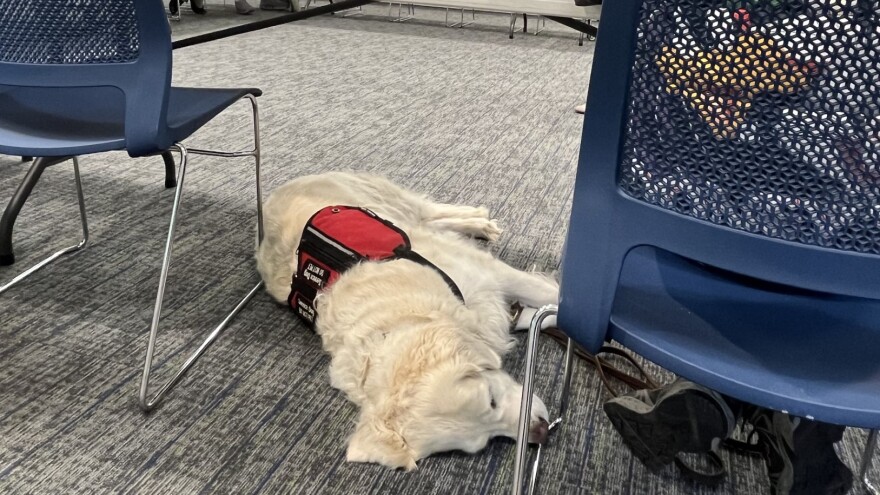 Luke's service dog, Rey.jpg