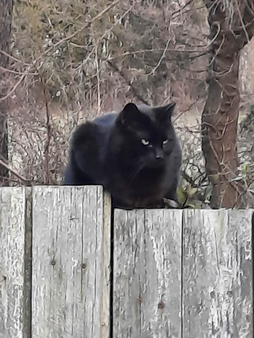 Cat on a fence