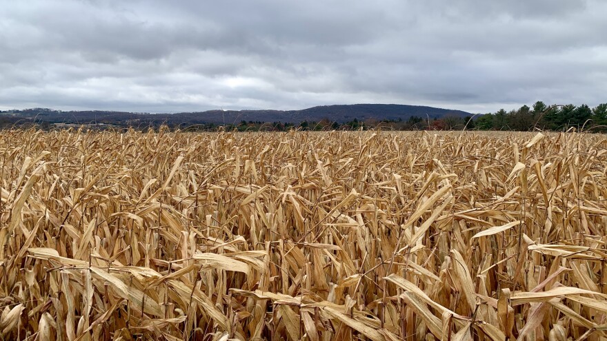 cornfield in lower mac.jpg