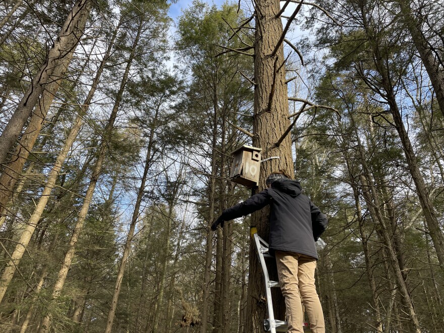 Renae Swayser climbs a ladder to reach one of about 50 nesting boxes at Thomas Darling Preserve.