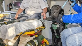 a black lab sitting in the back of an ambulance.