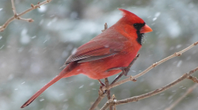 Cardinal Bird in Winter