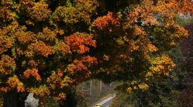 Fall Foliage