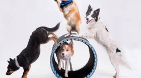 Mutts gone Nuts PR Image