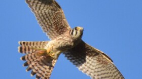 American Kestrel