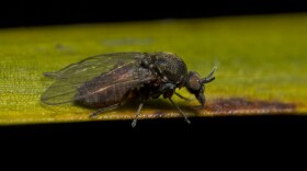 black-fly