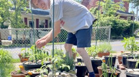 tidytomatogarden.jpg