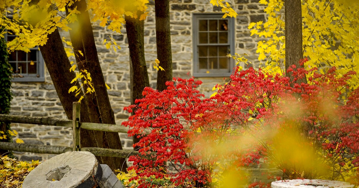 When will fall foliage peak in the Lehigh Valley this year