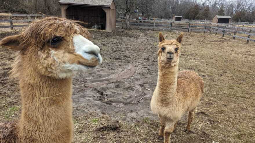 Cadbury and Klondike