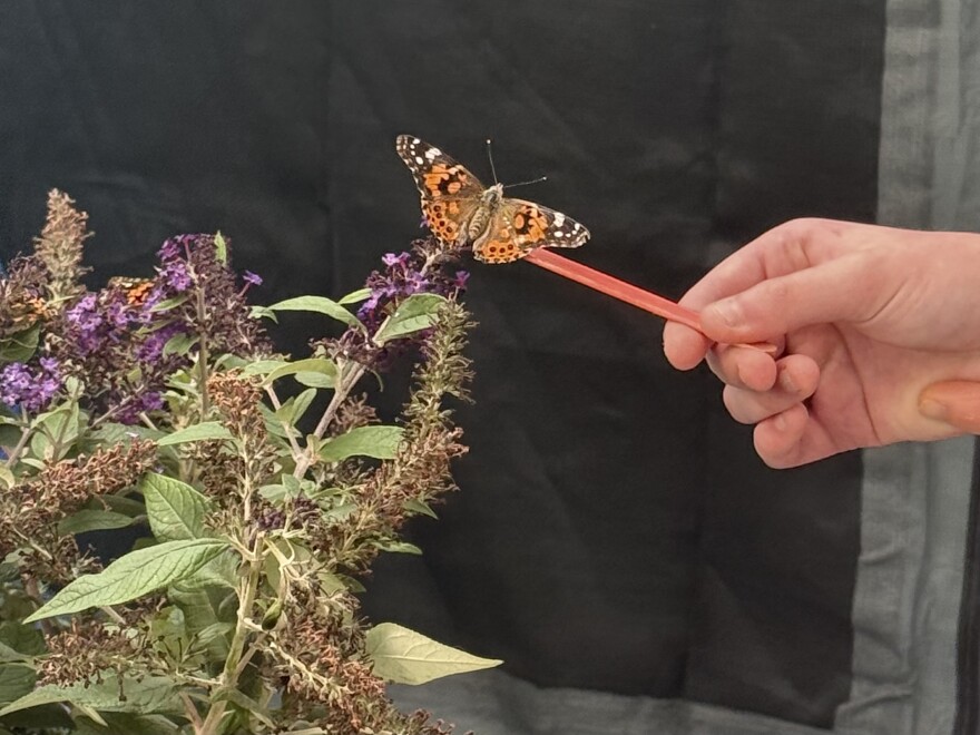 Butterfly expo #2 Allentown Fair