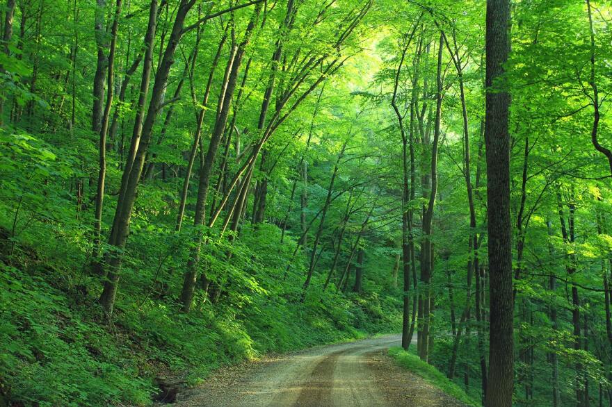 forest-trail