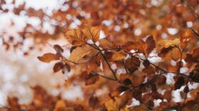 fall-colors-leaves