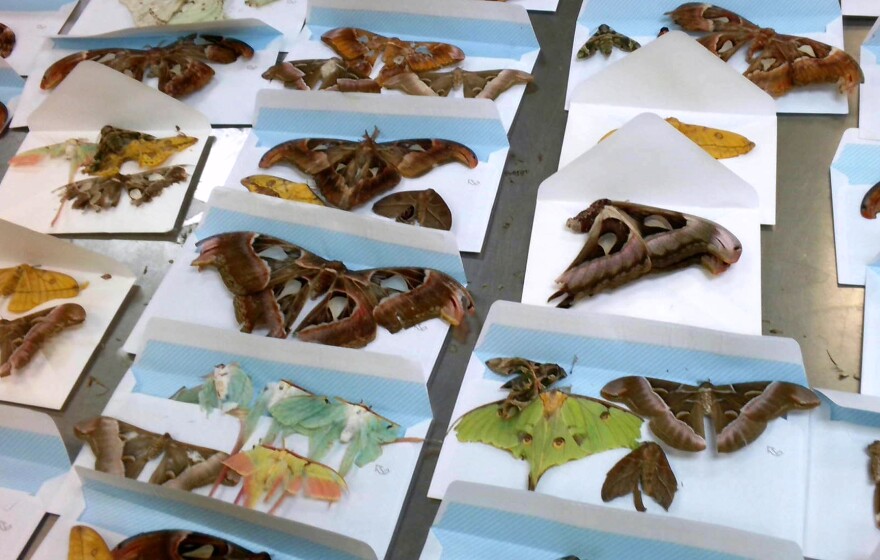 Butterflies headed for Poconos intercepted by U.S. Customs