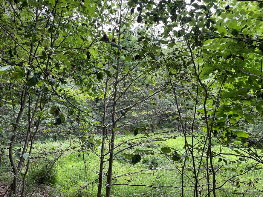beech leaf disease on young trees