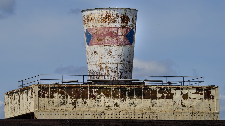Dixie Cup plant