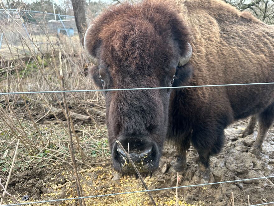 Gus the Bison