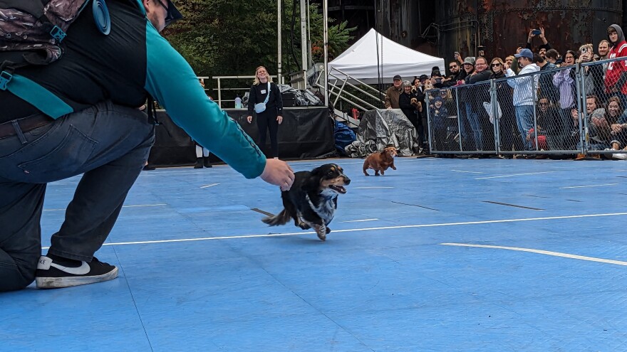 A darker-colored wiener dog crosses a white line with all four paws off the ground. Another, slower, brown wiener dog lags in the background