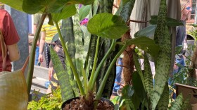 lehigh-valley-wicked-plant-fest3